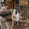 根室市・飼い主募集の３匹の犬達 １２月１０日