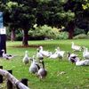 ウエスタン・スプリングスの公園で水鳥と戯れる【ニュージーランド】