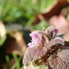 春の気配を感じている植物達