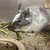 しろごまあん1310日目