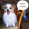 犬の２か月は長い