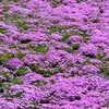 根小屋の芝桜を観に行ってきました