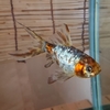金魚は色んな飼い方が出来る
