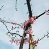 【幸せ】春の訪れ！！