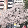 日本の桜について