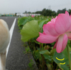 梅雨明けしたそうで…