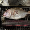 【旬の魚】チダイ（チコ鯛）を炙りやⅡで焼いてみた！