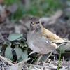 白腹（シロハラ）♀