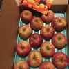 【ふるさと納税】りんごの季節がやってきた。