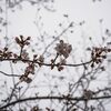 横十間川親水公園の桜の開花