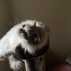 帰宅するとふくちゃんが目の前をダッシュして行ったこと