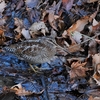 ２０２２年１１月　栃木県にて野鳥観察。（アルパインツアーサービスの日帰り野鳥観察ツアーに参加）