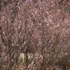 小雨桜？、ケイオウ？サクラ 