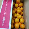 愛媛のみかん