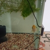 水草水槽を維持してくれる金魚