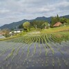 水無月になりました