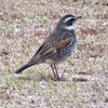 朝の鳥ー中央公園のツグミと新池のハシビロガモ