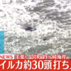 巨大地震の前触れか？千葉県一宮町釣ヶ崎海岸に30頭イルカが打ち上がる原因