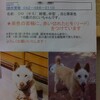  調布の迷い犬