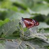 アサギマダラ