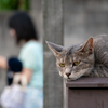 近隣繁華街のねこさん