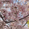 2022年 大阪の桜が散ったのは4月7日でした😂