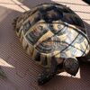 ヒガシヘルマンリクガメ～陽射したっぷりだけど・・・