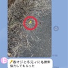 認知症　VS 　更年期