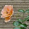 猫ヶ洞池を自然探索