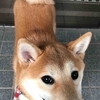 柴犬あきとの生活　190