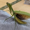 カマキリの飼育