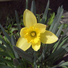 ラッパ水仙が咲きました