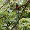 コスタリカ　火の鳥ケツァール