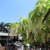 施福寺、葛井寺。