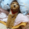 ニゴくんのアホ毛