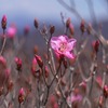 久々の鳴神山