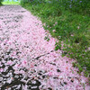 八重桜の絨毯