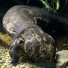 オオサンショウウオ Andrias japonicus