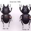 琥珀や化石中のクワガタ（stag beetle）の見分け方について