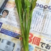 30cm規格水槽を立ち上げ！！　水草紹介編