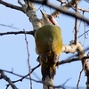 日本　元旦の散歩道の野鳥たち