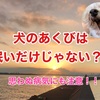 犬のあくびは眠いだけではない？！ 思わぬ病気にも注意！！