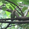 Brown-headed Barbet ミドリオオゴシキドリ（インドの鳥その44）