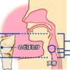 声門癌の予後はよく、声門上部癌の予後は悪い理由