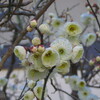 記念の日・・