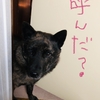 甲斐犬サン、(ネェネにのみ)従順になるのかの巻〜<(_"_)>ペコッ。