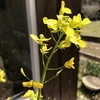 小松菜の花