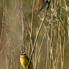 隣の隣の県の離島へ鳥を見に行った日記（２０２４　０５０２～０５０６）その１３。