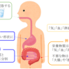 五臓六腑：脾胃の働き