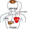 ダイエットのメカニズム（図解付き）